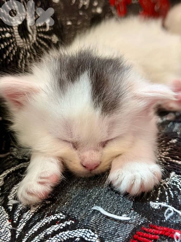 Maine coon/persian mix for sale. $250 per kitten e5er she. LAST ONE 2