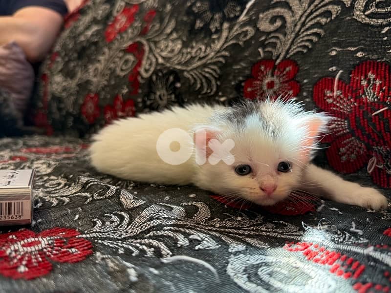 Maine coon/persian mix for sale. $250 per kitten e5er she. LAST ONE 3