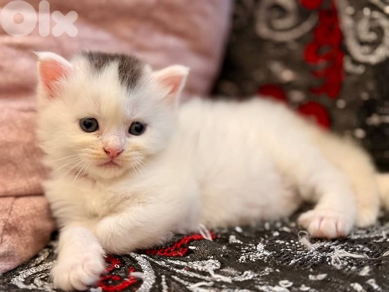 Maine coon/persian mix for sale. $250 per kitten e5er she. LAST ONE 4