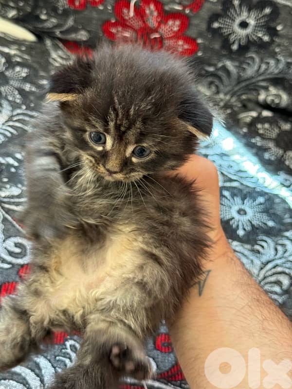 Maine coon/persian mix for sale. $250 per kitten e5er she. LAST ONE 5