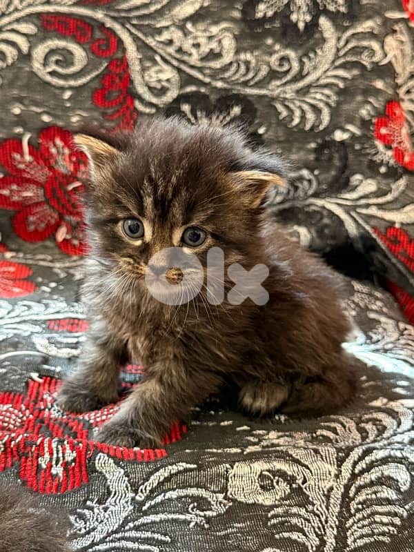Maine coon/persian mix for sale. $250 per kitten e5er she. LAST ONE 6