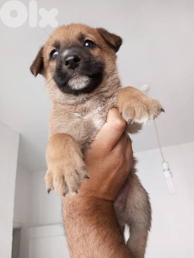 hot offers 90$ only pure malinois