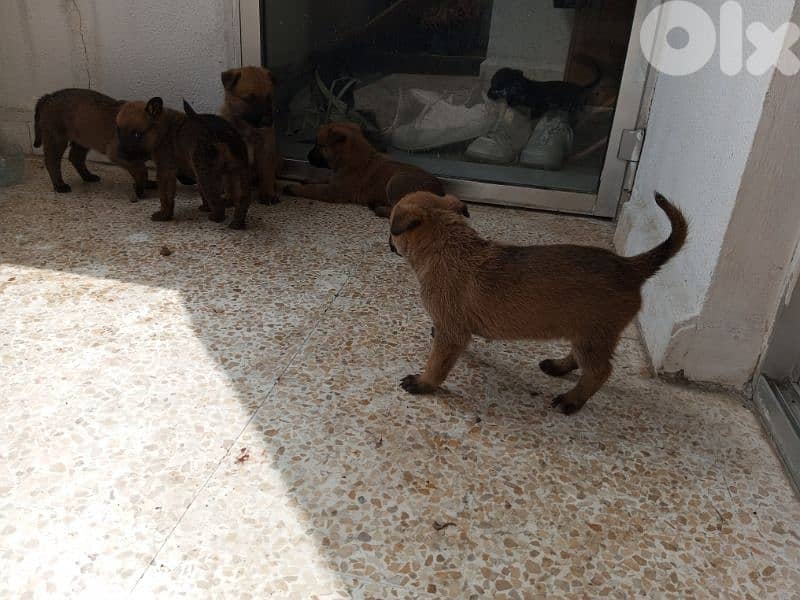 hot offers 80$ only pure malinois 4