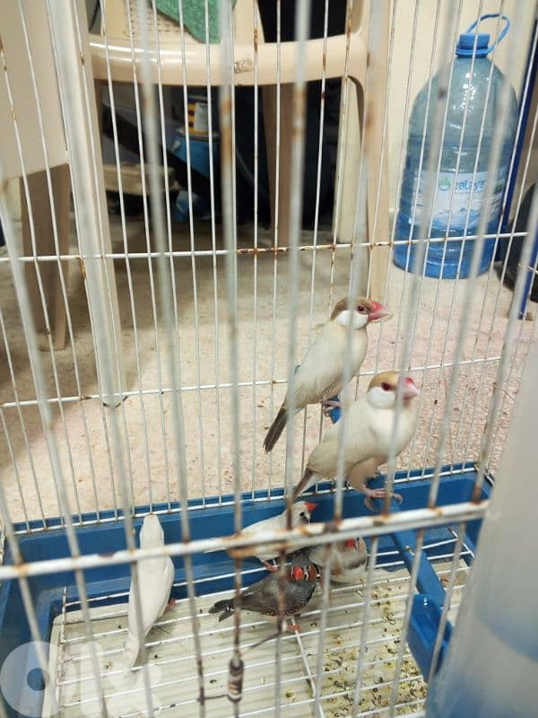 جوز طيور الجنه وجوز جاوا طفره 1