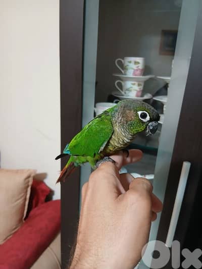 فراخ كنيورمروضة للبيع