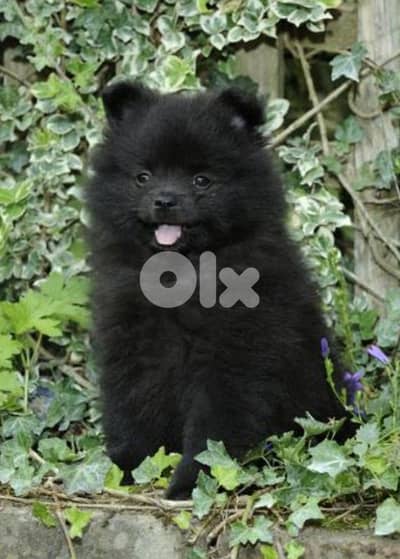 pomeranian spitz