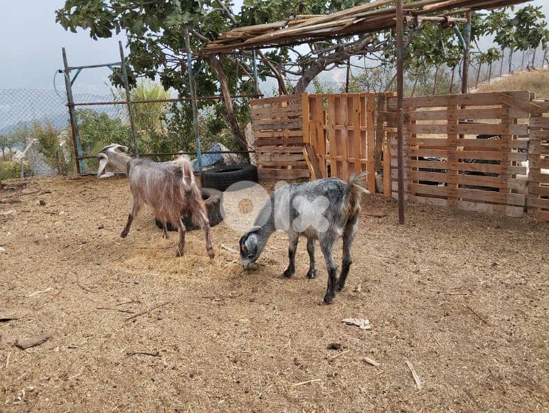 Two baladi goats ماعز بلدي 0