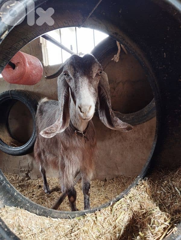Two baladi goats ماعز بلدي 1