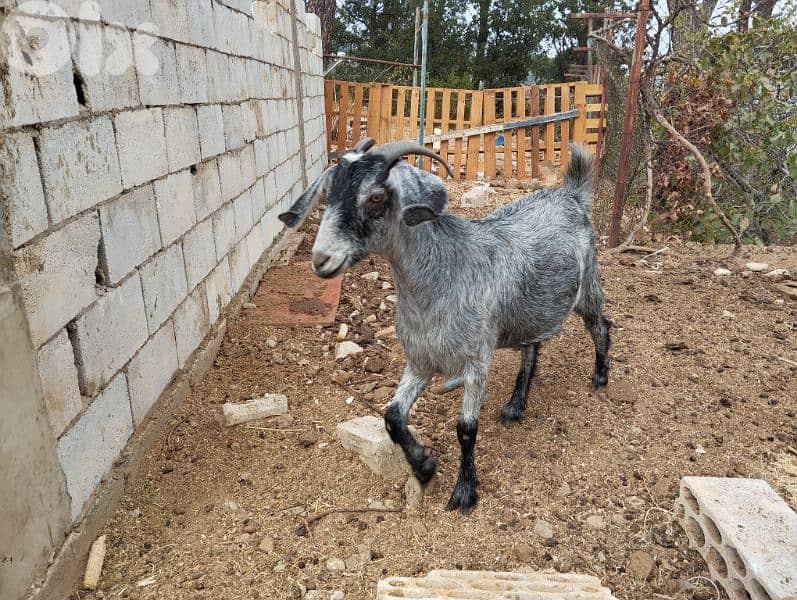 Two baladi goats ماعز بلدي 3