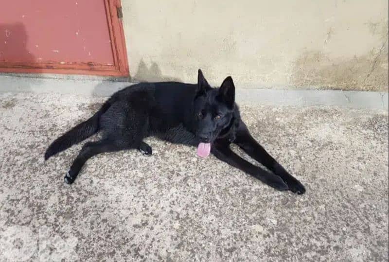 Royal black German Shepherd for mating G. S. D 0