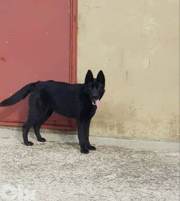 Royal black German Shepherd for mating G. S. D 1