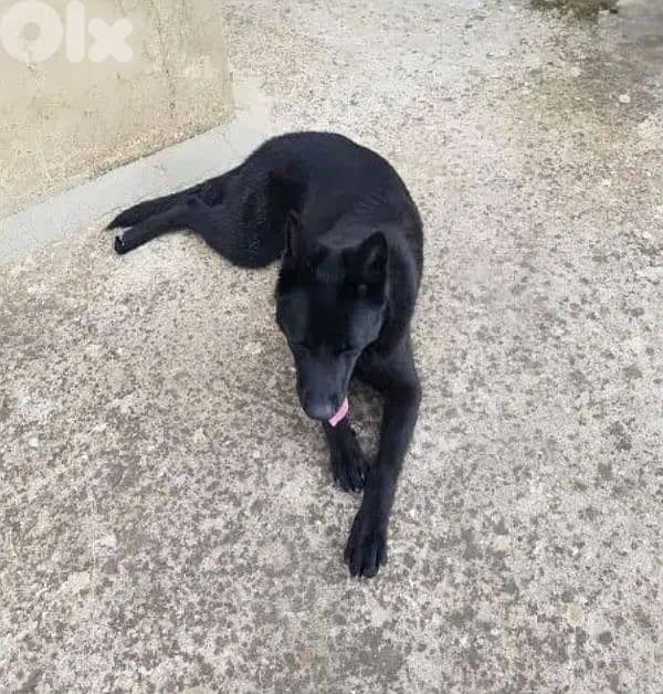 Royal black German Shepherd for mating G. S. D 2