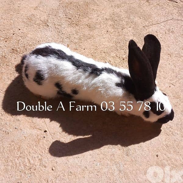 papillon and California  rabbits 0