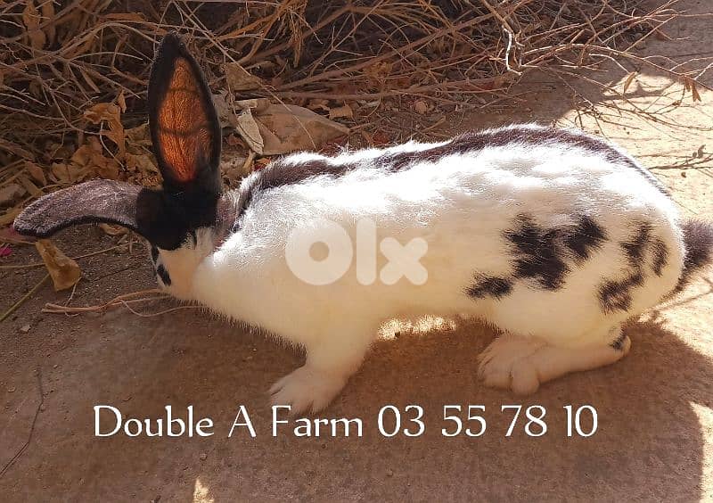 papillon and California  rabbits 1