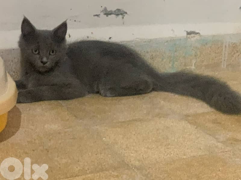 maine coon 0