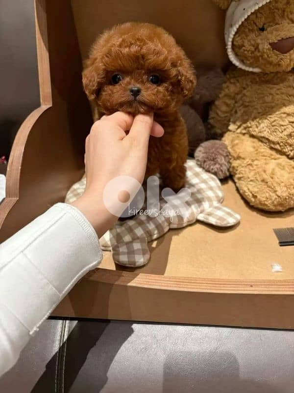 Stunning Poodle Puppies Available/dog/كلاب/Delivery 0