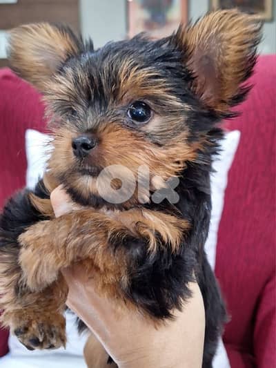 yorkshire terrier teacup puppy with all his staff