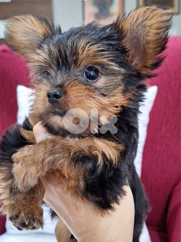 yorkshire terrier teacup puppy with all his staff 0