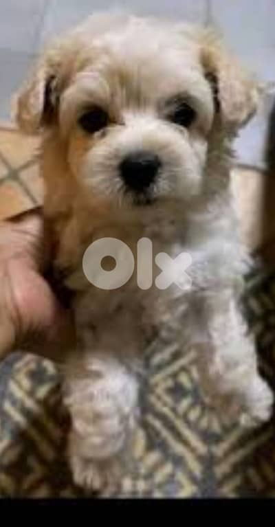 bichon maltais