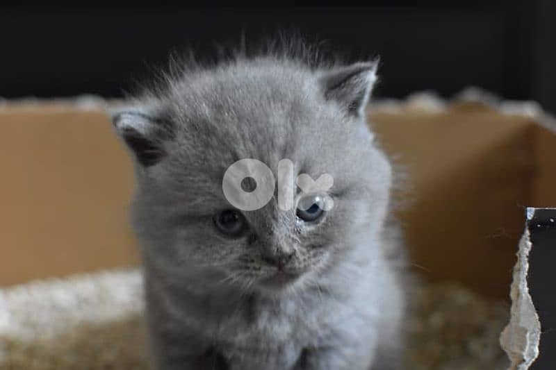 pure Scottish and British kittens HIGHT QUALITY 1