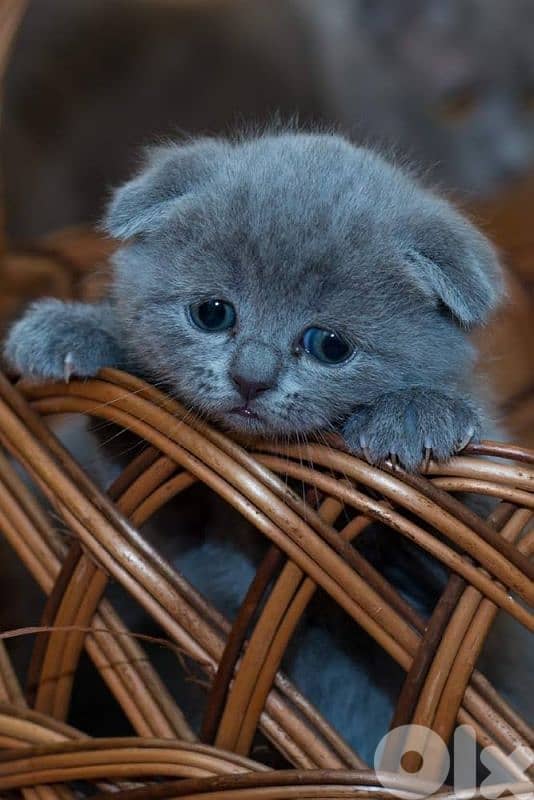 pure Scottish and British kittens HIGHT QUALITY 2