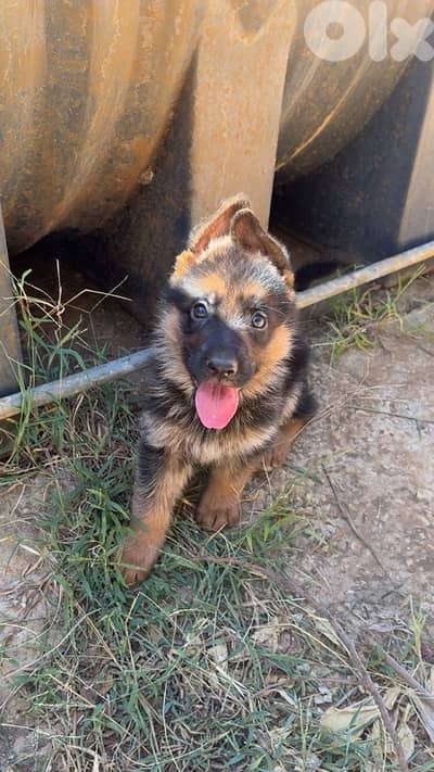 german shepherds puppy top quality