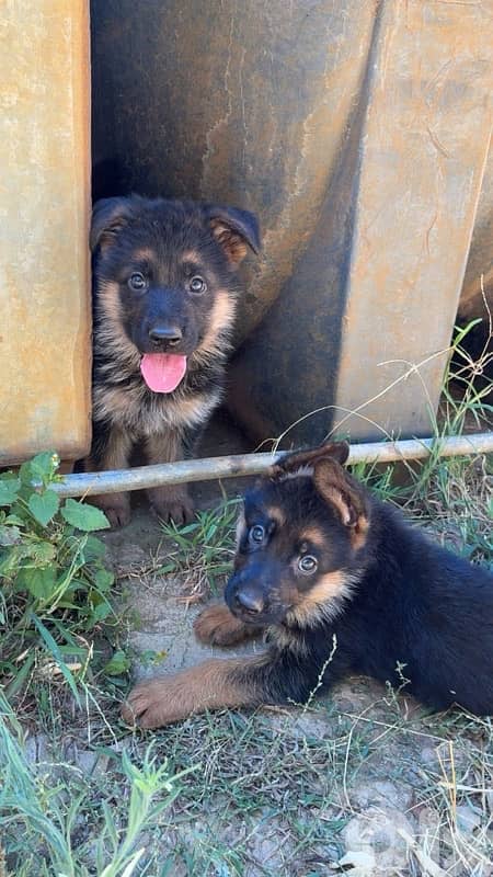 german shepherds puppy top quality 1