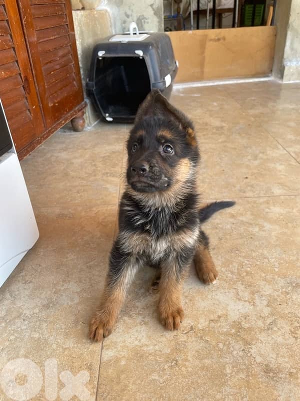 german shepherds puppy top quality 2