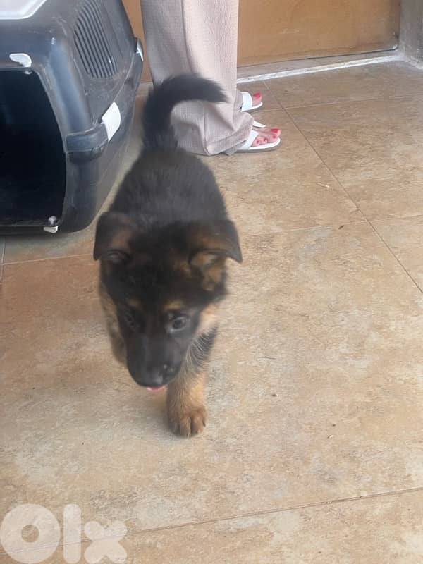 german shepherds puppy top quality 3