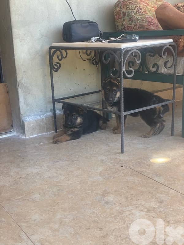 german shepherds puppy top quality 4