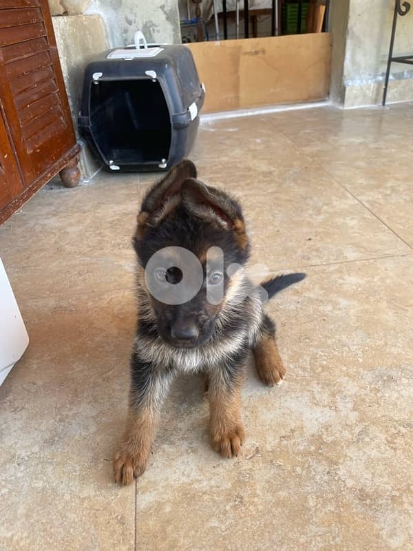 german shepherds puppy top quality 5