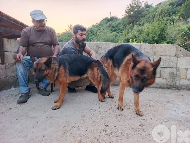 german shepherds puppy top quality 6