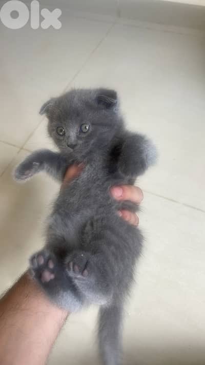 Scottish fold and british