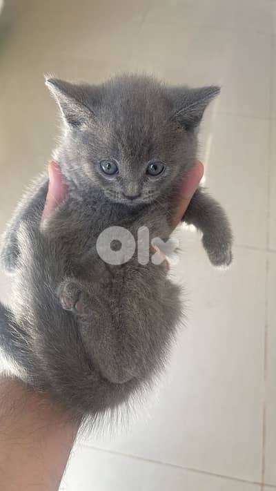 Scottish fold and british