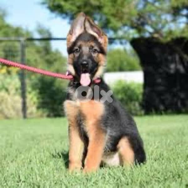 german shepherd working line 0