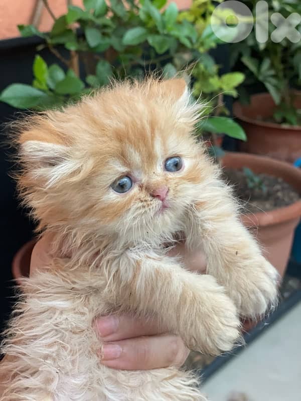 2 kitten exotic persian for sale 160$ per one 10