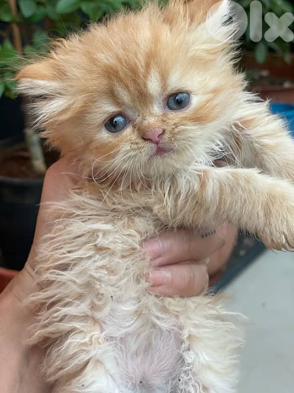 2 kitten exotic persian for sale 160$ per one 14
