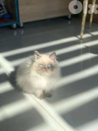 Himalayan picky face female