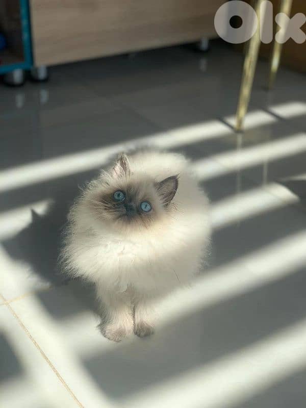 Himalayan picky face female 1