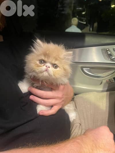 persian kitten