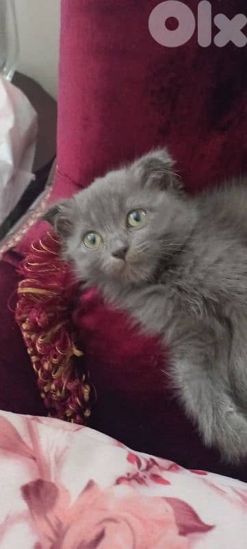 female kitten scottish fold 75 days old