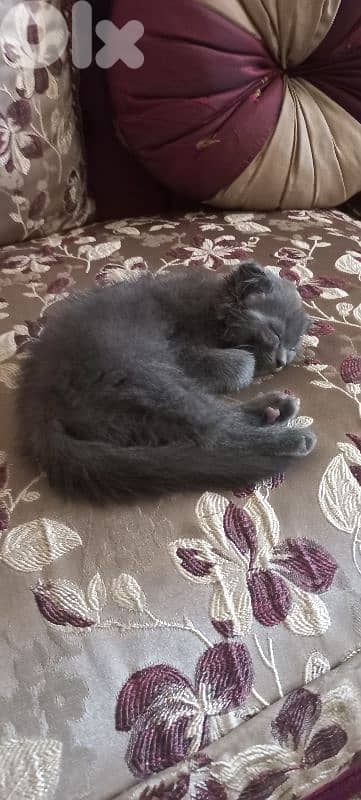 female kitten scottish fold 75 days old 2
