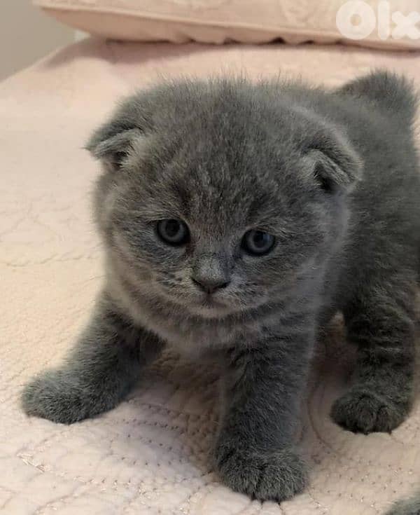 female kitten scottish fold 75 days old 3