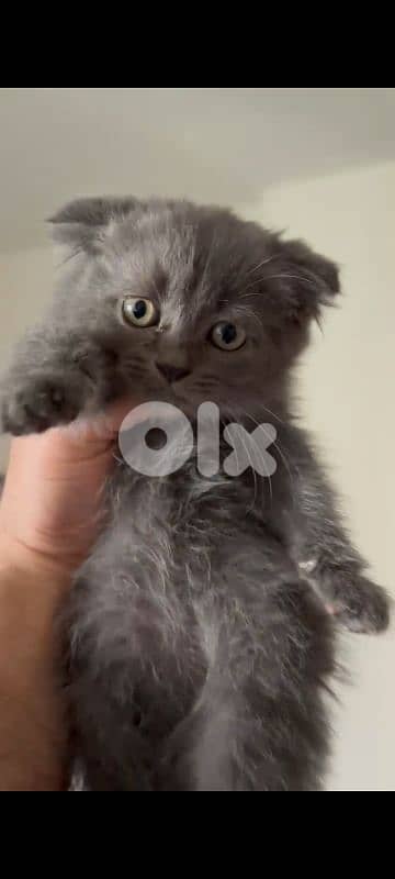 female kitten scottish fold 75 days old 7