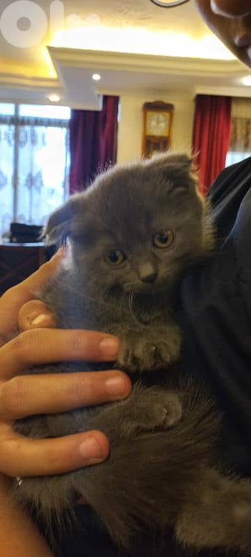 female kitten scottish fold 75 days old 8