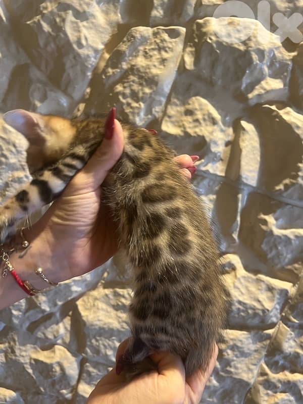 pure bengal kittens 2