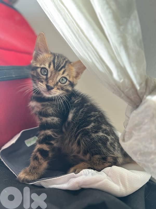 pure bengal kittens 3