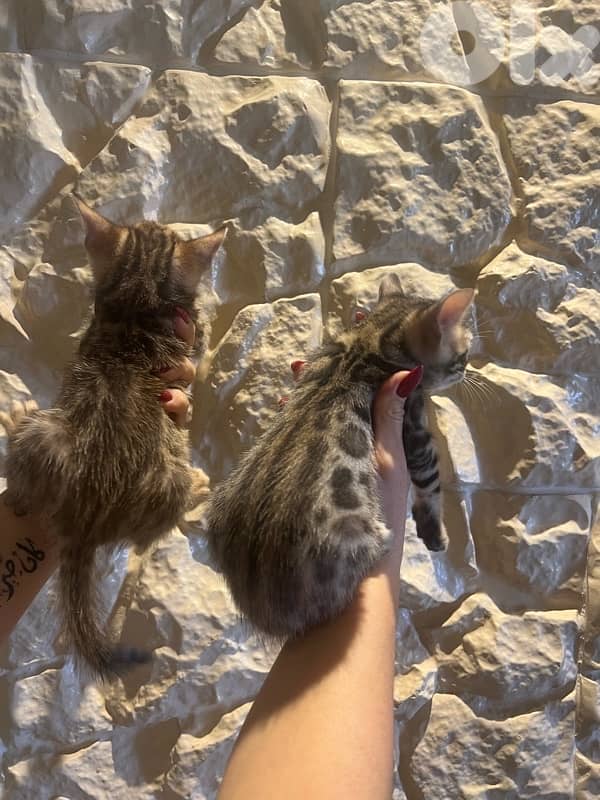 pure bengal kittens 4