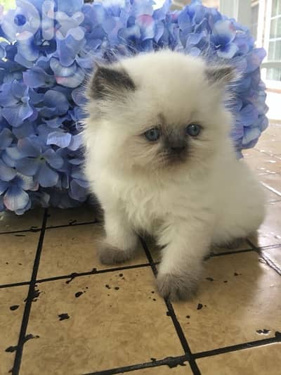 Persian Blue point delivery available