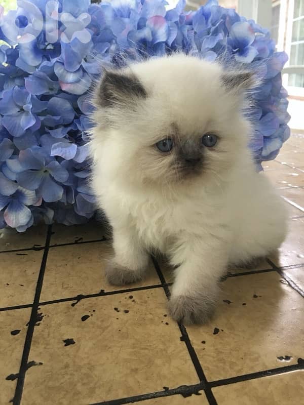 Persian Blue point delivery available 0
